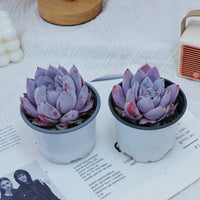 4'' Echeveria Sang-A, Rare Live Succulent Plants