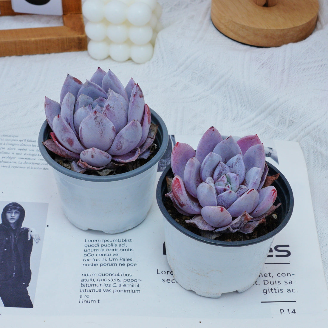 4'' Echeveria Sang-A, Rare Live Succulent Plants