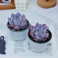 4'' Echeveria Sang-A, Rare Live Succulent Plants
