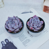 4'' Echeveria Sang-A, Rare Live Succulent Plants