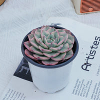 4'' Echeveria Creamy Peach Varigated, Rare Live Succulent Plants