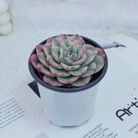 4'' Echeveria Creamy Peach Varigated, Rare Live Succulent Plants