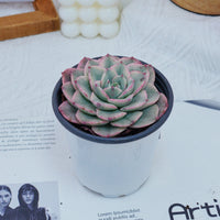 4'' Echeveria Creamy Peach Varigated, Rare Live Succulent Plants