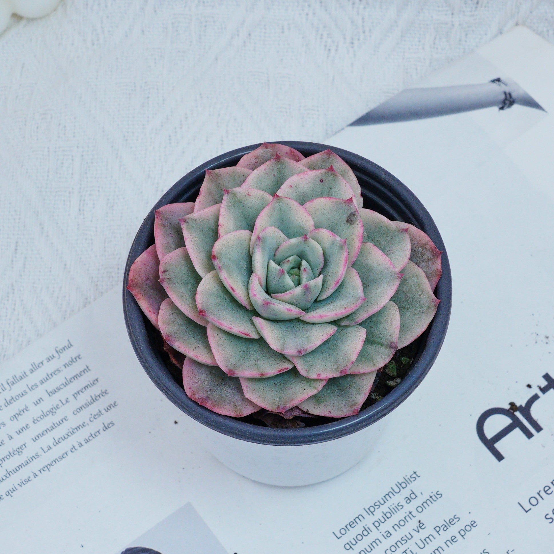 echeveria texensis rosea succulent 4'' Echeveria Creamy Peach Varigated, Rare Live Succulent Plants