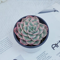 4'' Echeveria Creamy Peach Varigated, Rare Live Succulent Plants