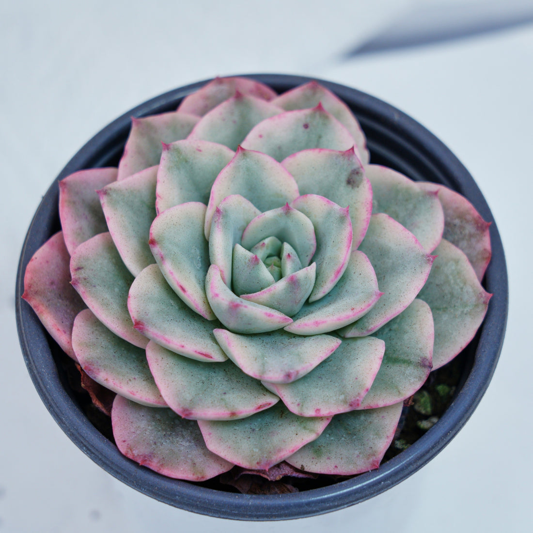 4'' Echeveria Creamy Peach Varigated, Rare Live Succulent Plants
