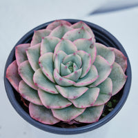 4'' Echeveria Creamy Peach Varigated, Rare Live Succulent Plants