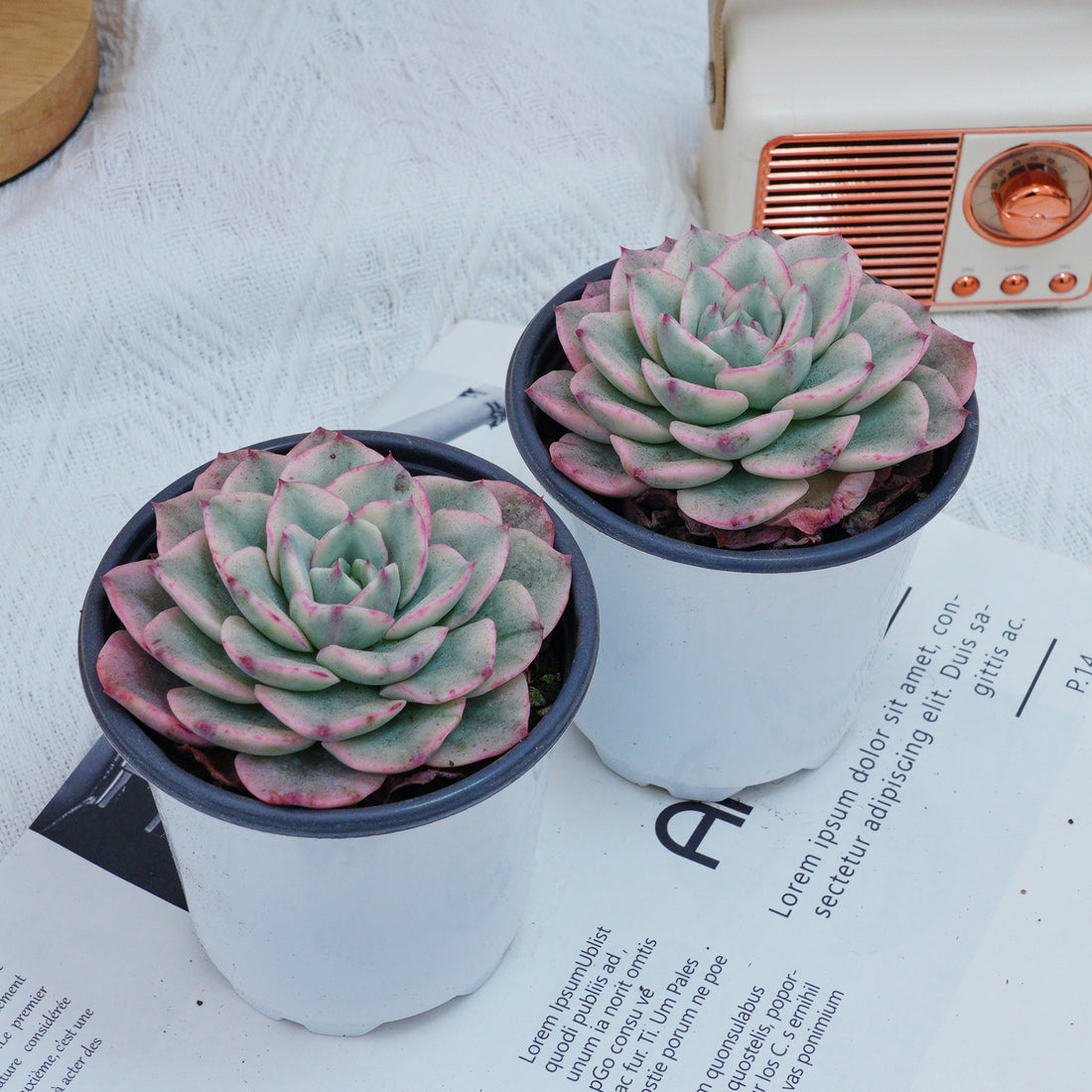4'' Echeveria Creamy Peach Varigated, Rare Live Succulent Plants