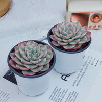 4'' Echeveria Creamy Peach Varigated, Rare Live Succulent Plants