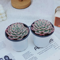 4'' Echeveria Creamy Peach Varigated, Rare Live Succulent Plants