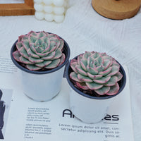 4'' Echeveria Creamy Peach Varigated, Rare Live Succulent Plants
