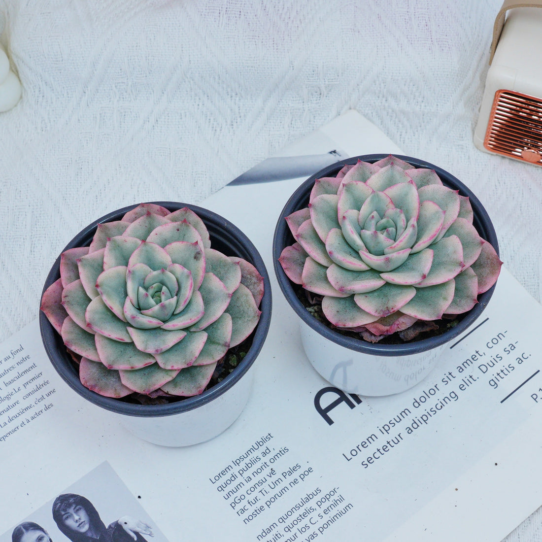 4'' Echeveria Creamy Peach Varigated, Rare Live Succulent Plants