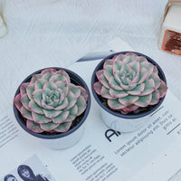 4'' Echeveria Creamy Peach Varigated, Rare Live Succulent Plants