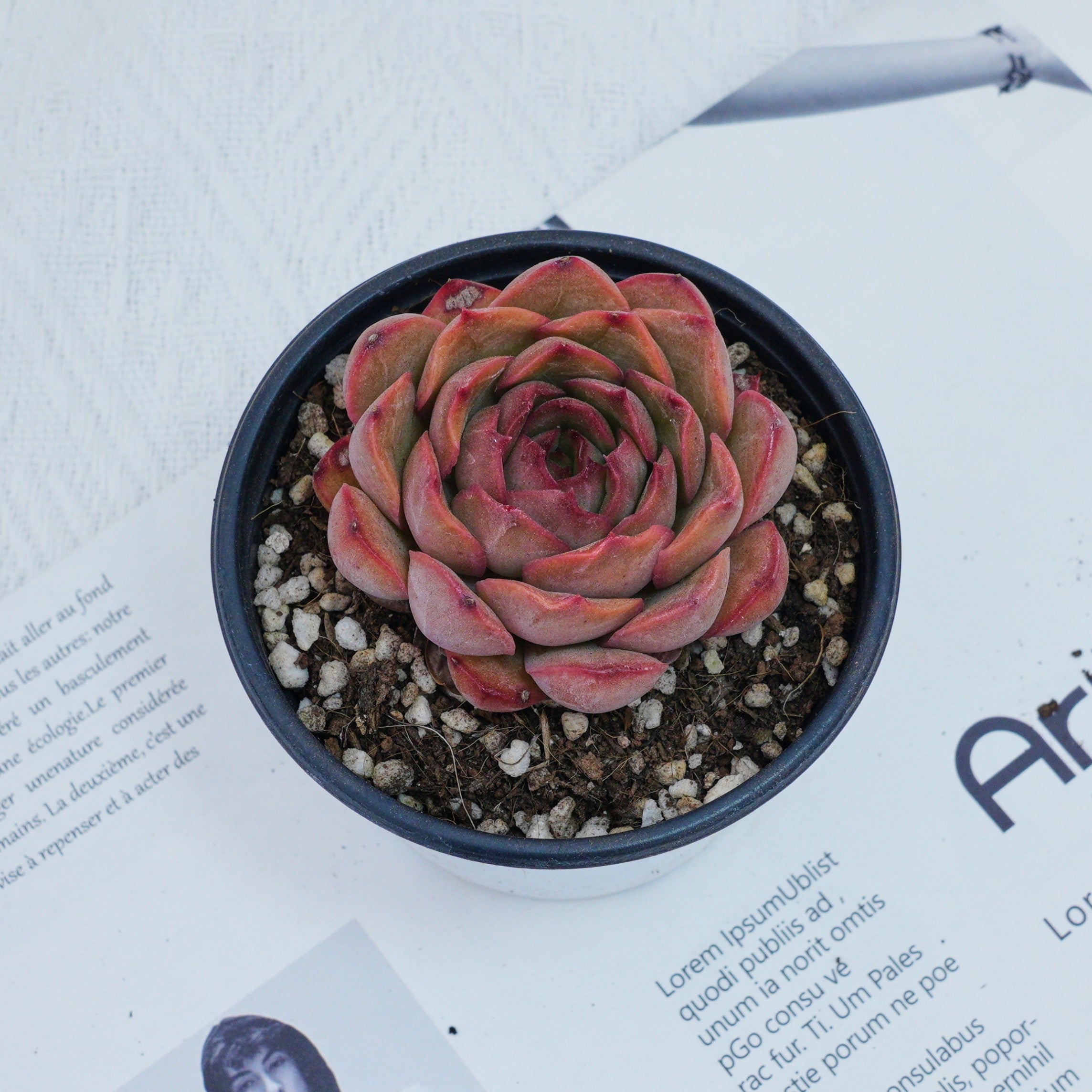 pink echeveria succulent 3'' Echeveria Pretty in Pink, Rare Live Succulent Plants – cocosucculent