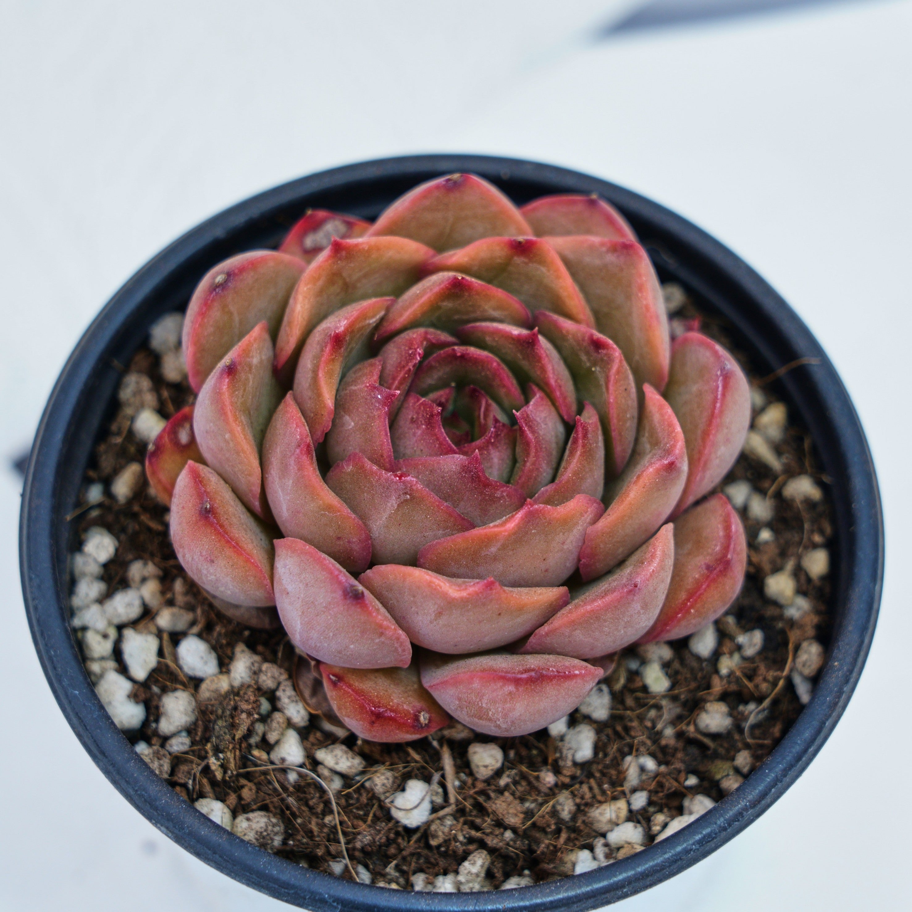 pink echeveria succulent 3'' Echeveria Pretty in Pink, Rare Live Succulent Plants – cocosucculent