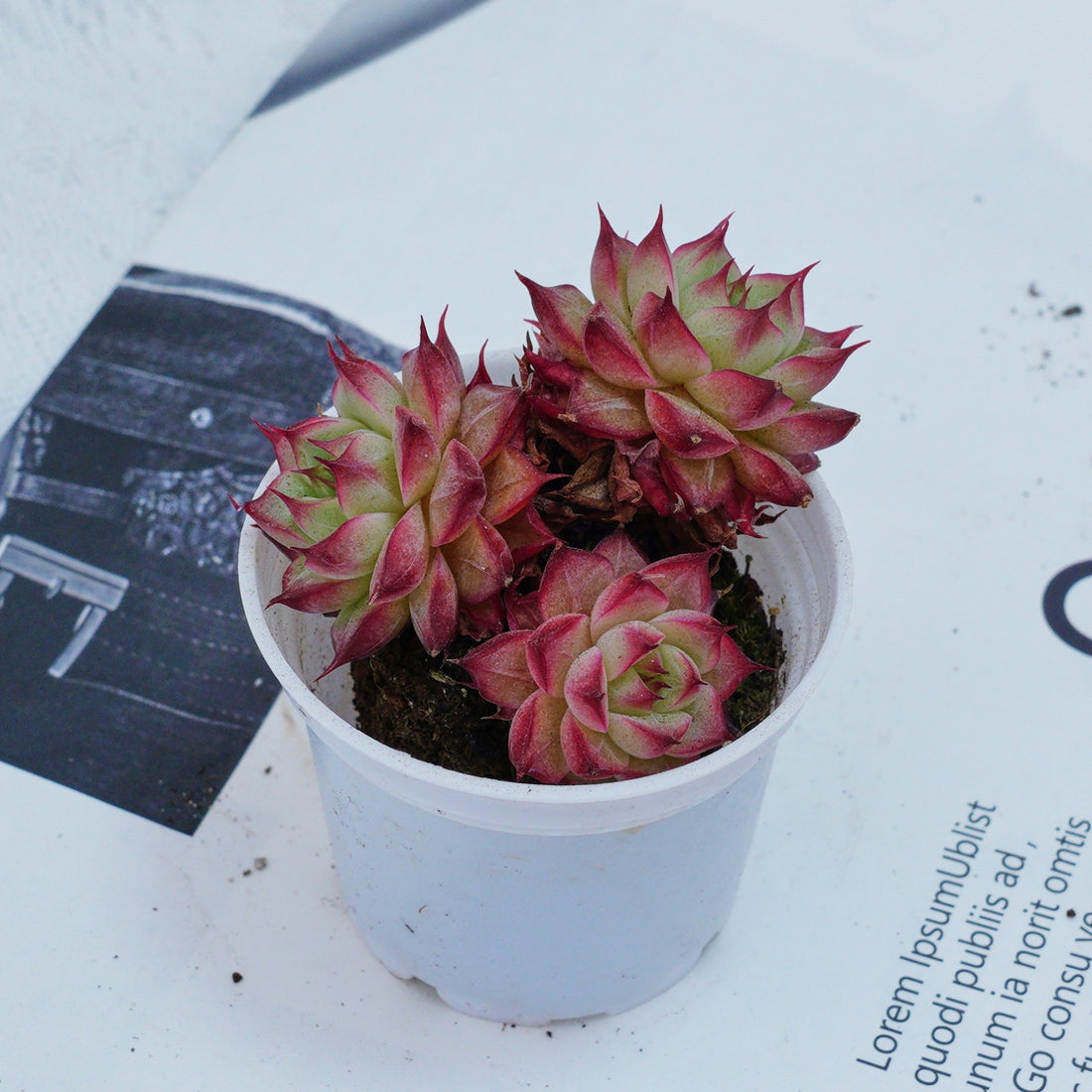 2'' Echeveria Napoleon, Rare Live Succulent Plants