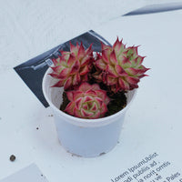 2'' Echeveria Napoleon, Rare Live Succulent Plants