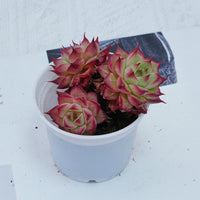 2'' Echeveria Napoleon, Rare Live Succulent Plants