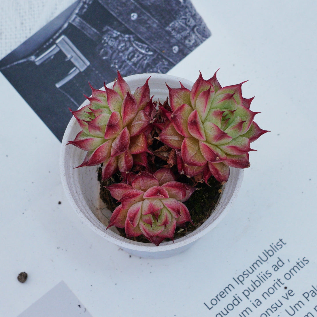 2'' Echeveria Napoleon, Rare Live Succulent Plants