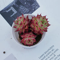 2'' Echeveria Napoleon, Rare Live Succulent Plants
