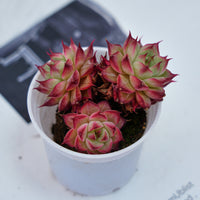 2'' Echeveria Napoleon, Rare Live Succulent Plants