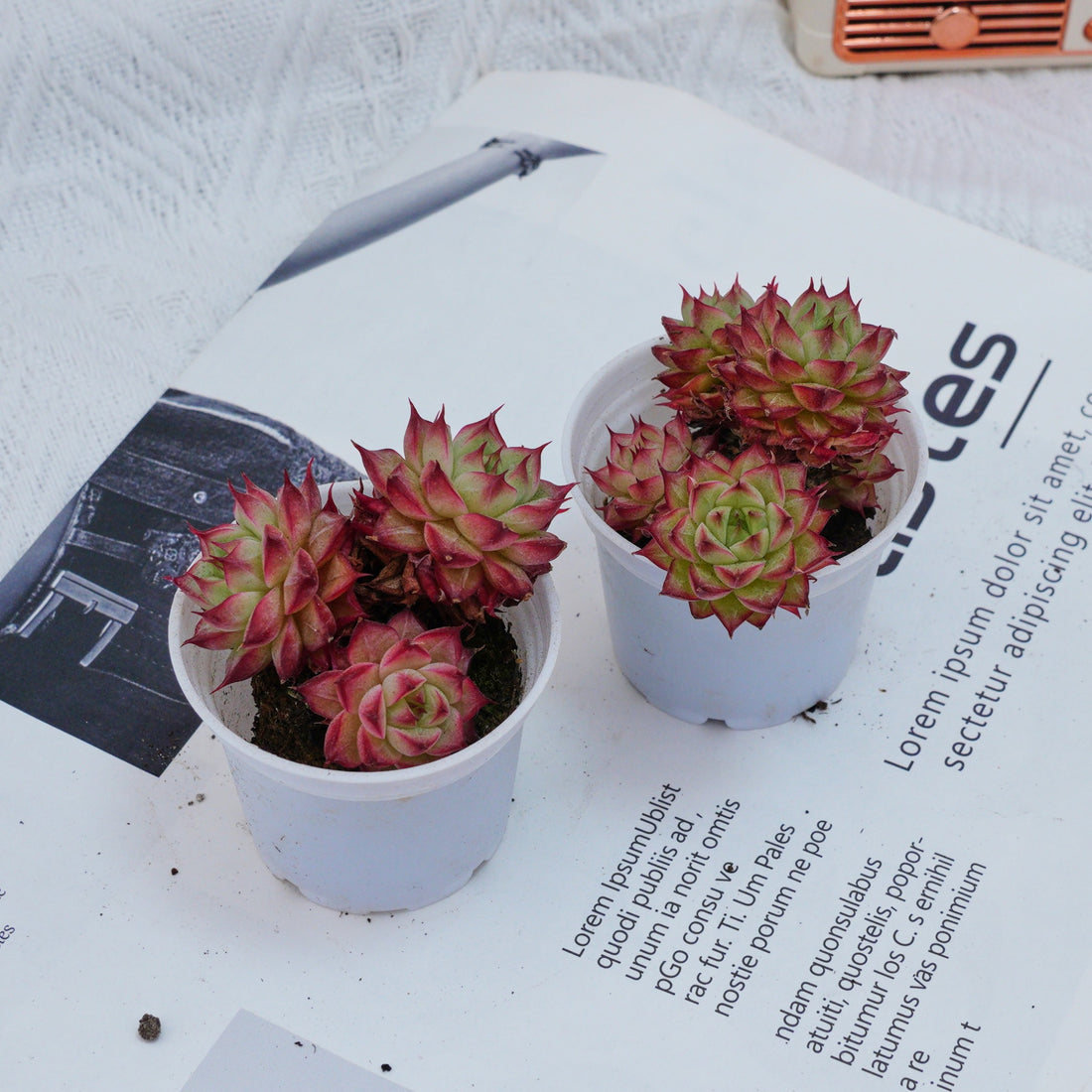 2'' Echeveria Napoleon, Rare Live Succulent Plants