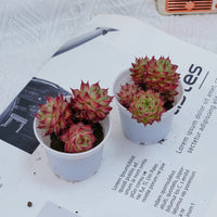 2'' Echeveria Napoleon, Rare Live Succulent Plants