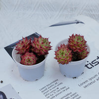 2'' Echeveria Napoleon, Rare Live Succulent Plants