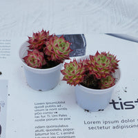 2'' Echeveria Napoleon, Rare Live Succulent Plants