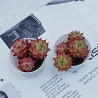 2'' Echeveria Napoleon, Rare Live Succulent Plants