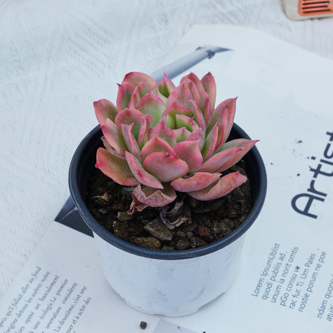 4'' Echeria Luella Variegated, Rare Live Succulent Plants
