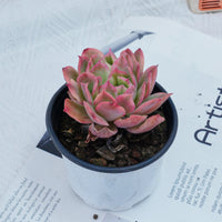 4'' Echeria Luella Variegated, Rare Live Succulent Plants