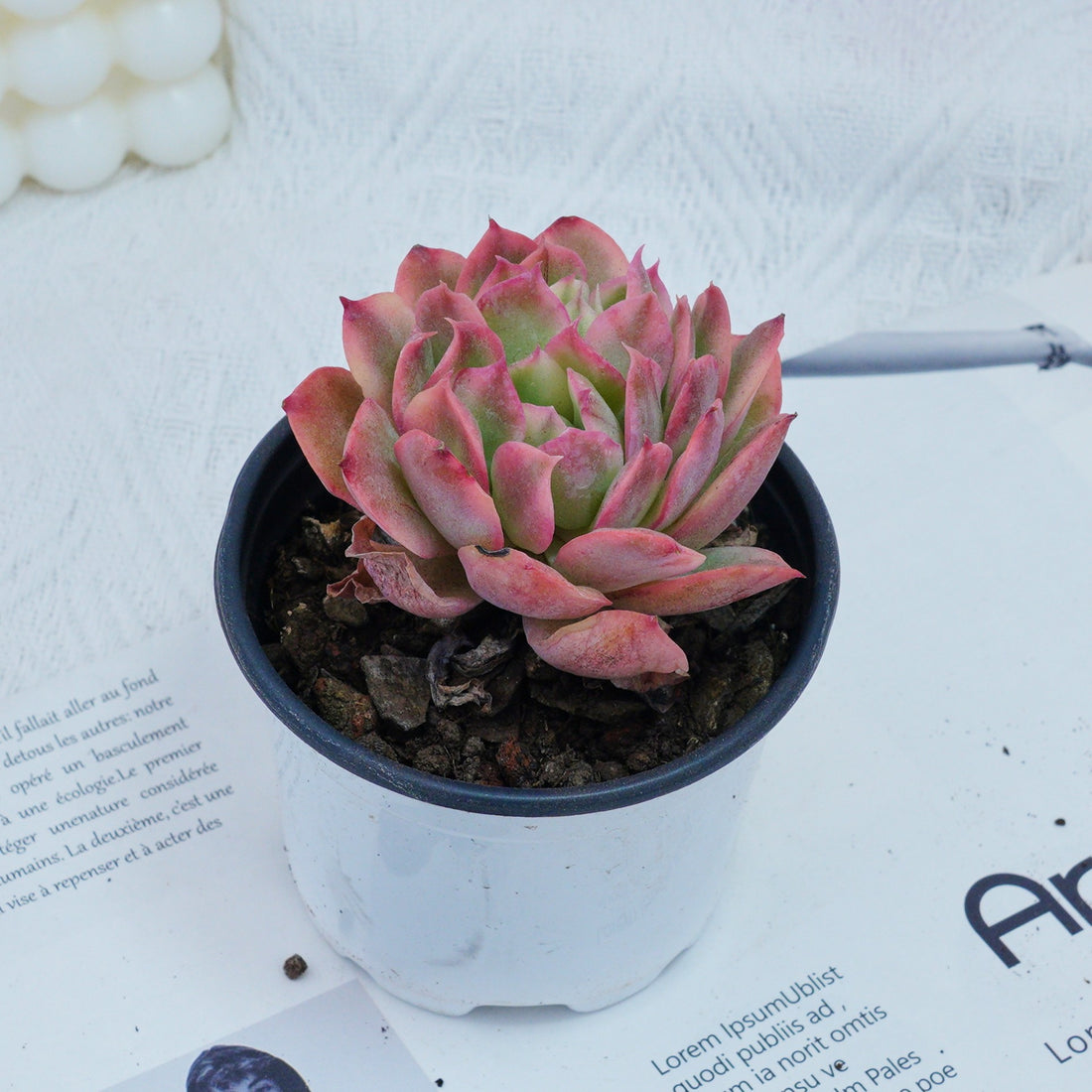 4'' Echeria Luella Variegated, Rare Live Succulent Plants