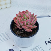 4'' Echeria Luella Variegated, Rare Live Succulent Plants