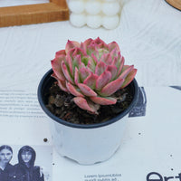 4'' Echeria Luella Variegated, Rare Live Succulent Plants