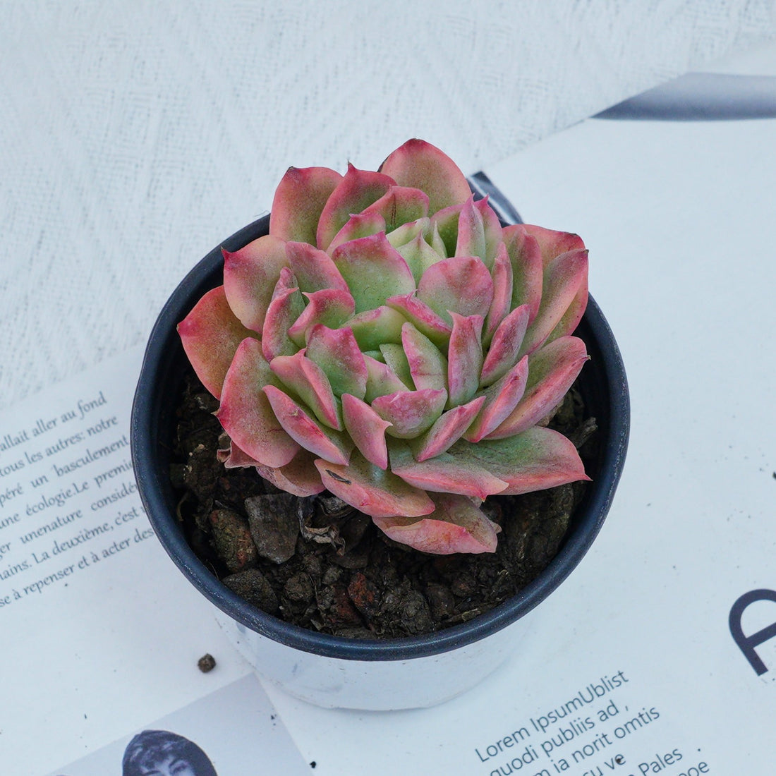 4'' Echeria Luella Variegated, Rare Live Succulent Plants