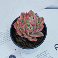 4'' Echeria Luella Variegated, Rare Live Succulent Plants