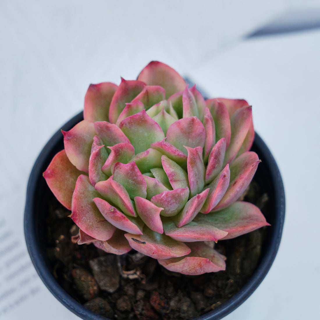 4'' Echeria Luella Variegated, Rare Live Succulent Plants