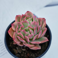 4'' Echeria Luella Variegated, Rare Live Succulent Plants