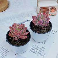 4'' Echeria Luella Variegated, Rare Live Succulent Plants