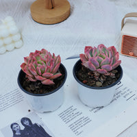 4'' Echeria Luella Variegated, Rare Live Succulent Plants