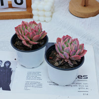 4'' Echeria Luella Variegated, Rare Live Succulent Plants