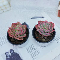 4'' Echeria Luella Variegated, Rare Live Succulent Plants