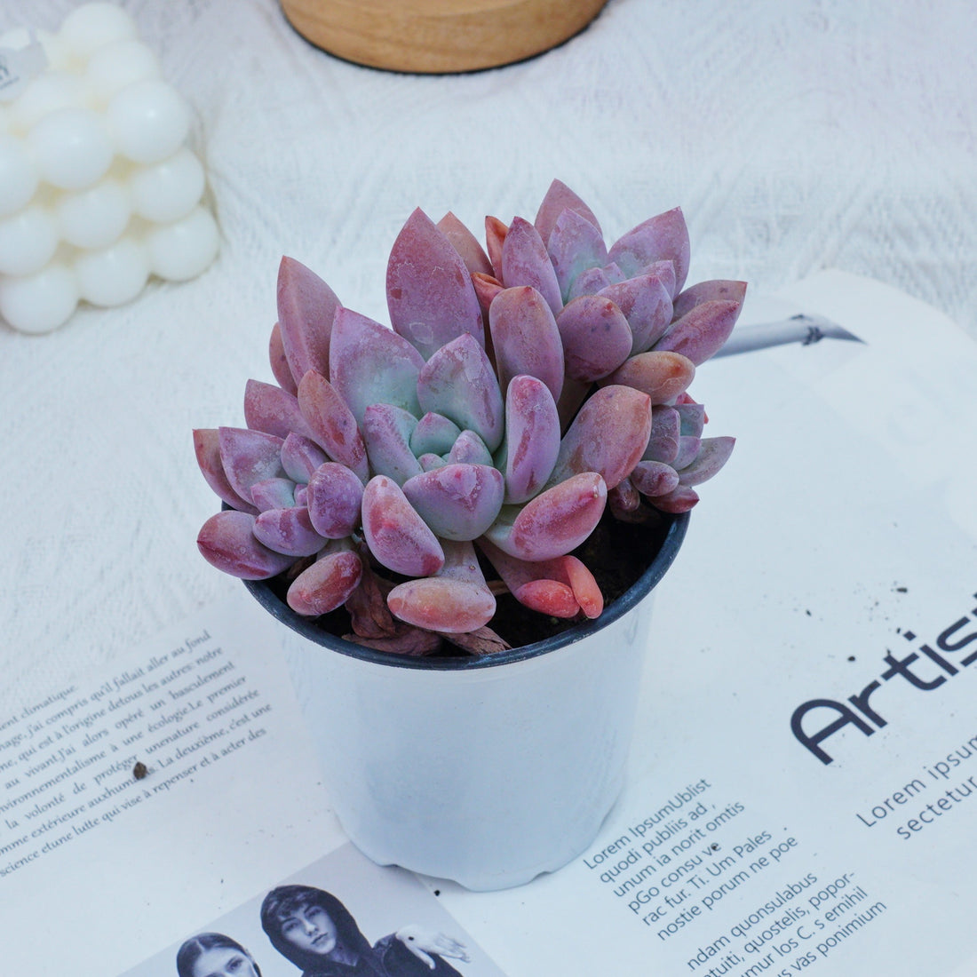 4'' Graptoveria Opalina, Rare Live Succulent Plants