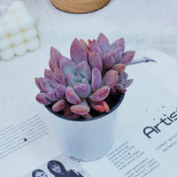 4'' Graptoveria Opalina, Rare Live Succulent Plants