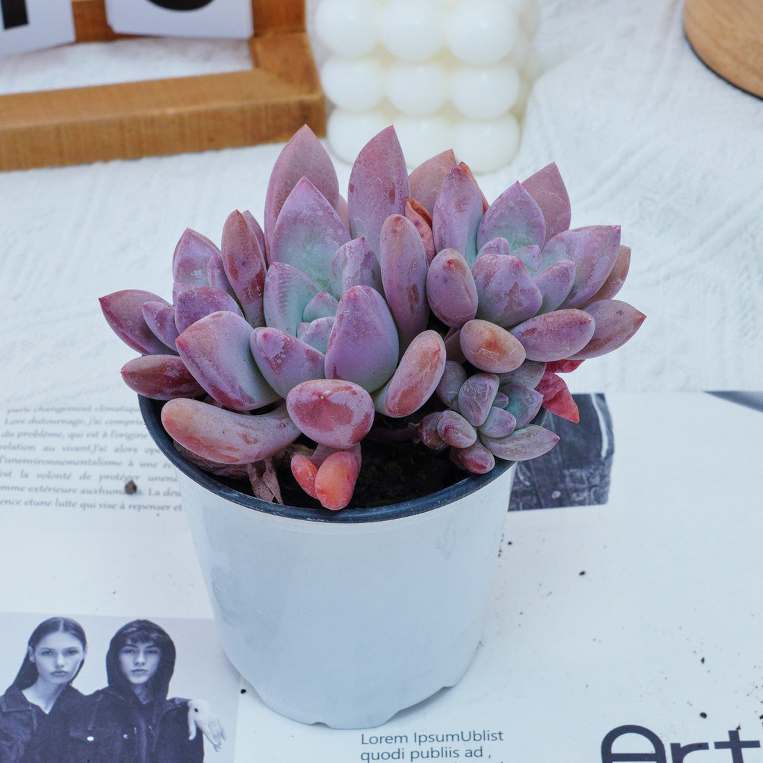 4'' Graptoveria Opalina, Rare Live Succulent Plants