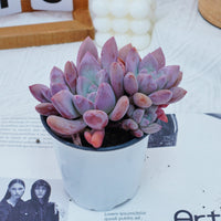 4'' Graptoveria Opalina, Rare Live Succulent Plants