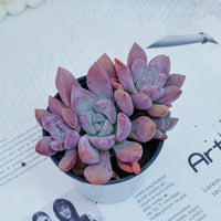 4'' Graptoveria Opalina, Rare Live Succulent Plants