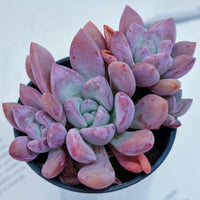 4'' Graptoveria Opalina, Rare Live Succulent Plants