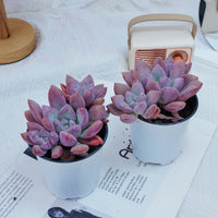 4'' Graptoveria Opalina, Rare Live Succulent Plants